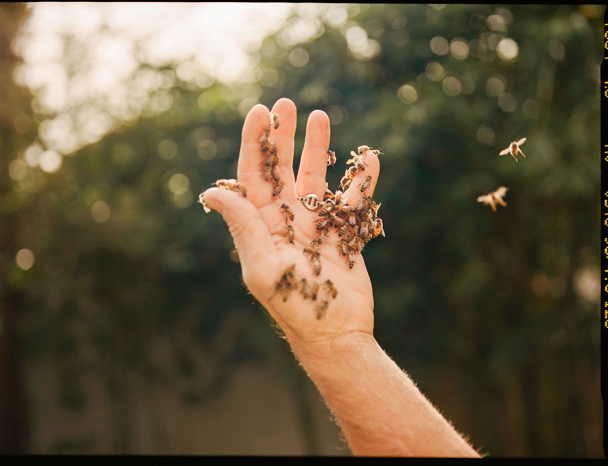 Picture of the author