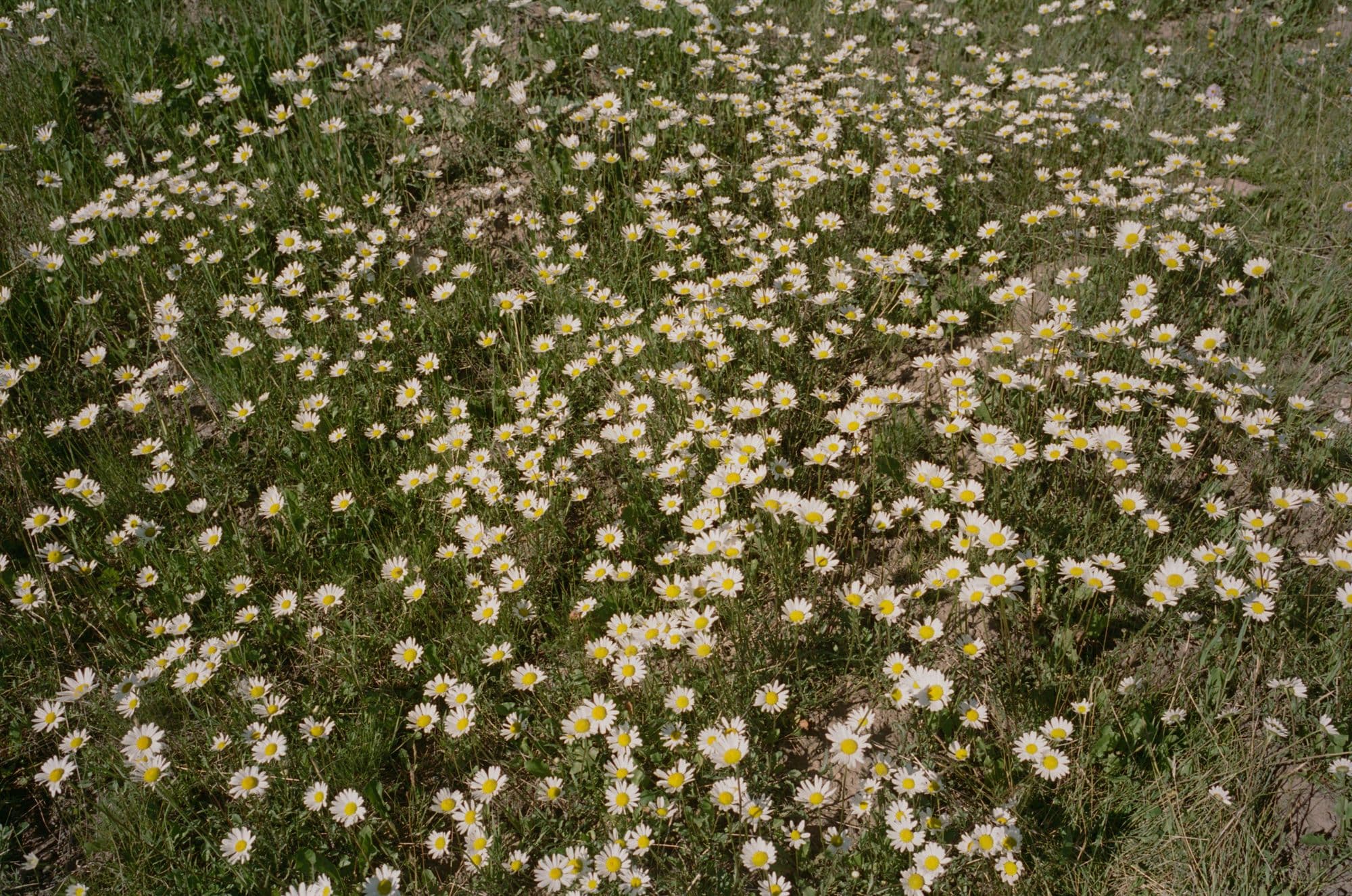 Picture of the author